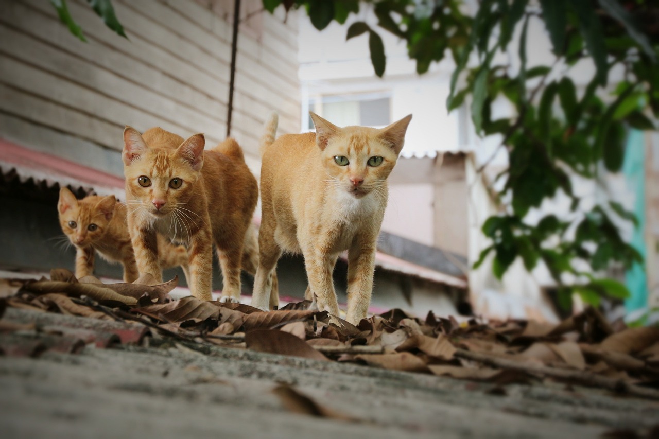 广东体育彩票兔子活动，活力四溢的公益盛宴，献礼广大彩民！